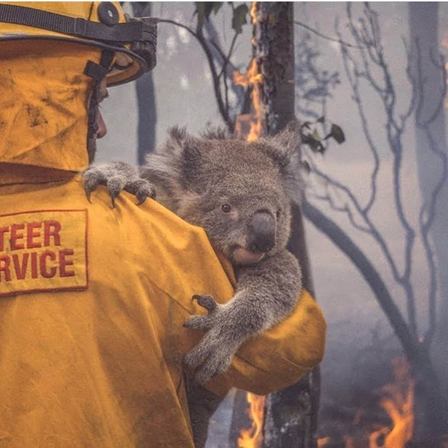 マーク・ウォールバーグさんのインスタグラム写真 - (マーク・ウォールバーグInstagram)「AUSTRALIA NEEDS OUR HELP! My partners at F45 (an Australian company) and I are committed to doing whatever we can to raise funds and awareness.  We have set up — and contributed to — an F45 Bushfire Appeal page (link in bio.) All donations will go directly to the Australian Red Cross @redcrossau WIRES Wildlife Rescue @wireswildliferescue and WWF Australia @wwf_australia ♥️🐨🙏 Alongside our fundraising efforts, we will be running a special ‘HEROES HOLLYWOOD’ session on Saturday, January 18th to honor and recognize everyone affected by the Australian bushfires. Go to @f45_training for more info.  #F45 #F45Training #F45Strong #F45HeroesHollywood 📸 @mattabbottphoto」1月9日 2時51分 - markwahlberg