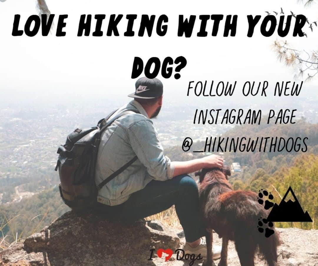 Animalsのインスタグラム：「DO YOU LOVE HIKING WITH YOUR DOG??? DO YOU LOVE GIVEAWAYS? 🏔🐾🐕🌲⛺️ Do you want to do more outdoors in 2020? If that sounds good to you- please go follow our NEW hiking group on Instagram for giveaways, meetups, breathtaking photos, and fun!  When you follow us, be sure to enter our current giveaway and you will have the opportunity to win a "Never Hike Alone" T-shirt, a $50 REI giftcard, and a $50 iHeartDogs.com gift certificate!  CHECK IT OUT: @_hikingwithdogs」