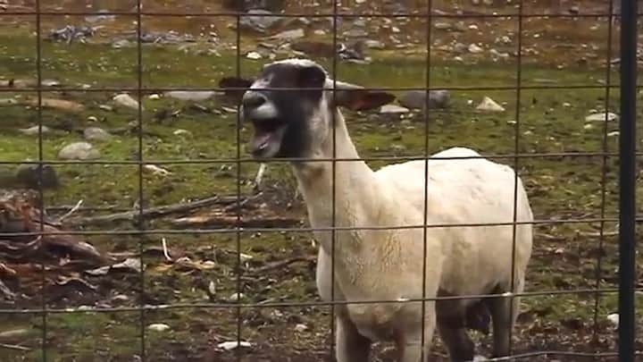 Don Brocoのインスタグラム：「HALF MAN HALF GOAT 🐏  VIDEO: @tompullenphoto  GOAT REMIX: @goodguychady」