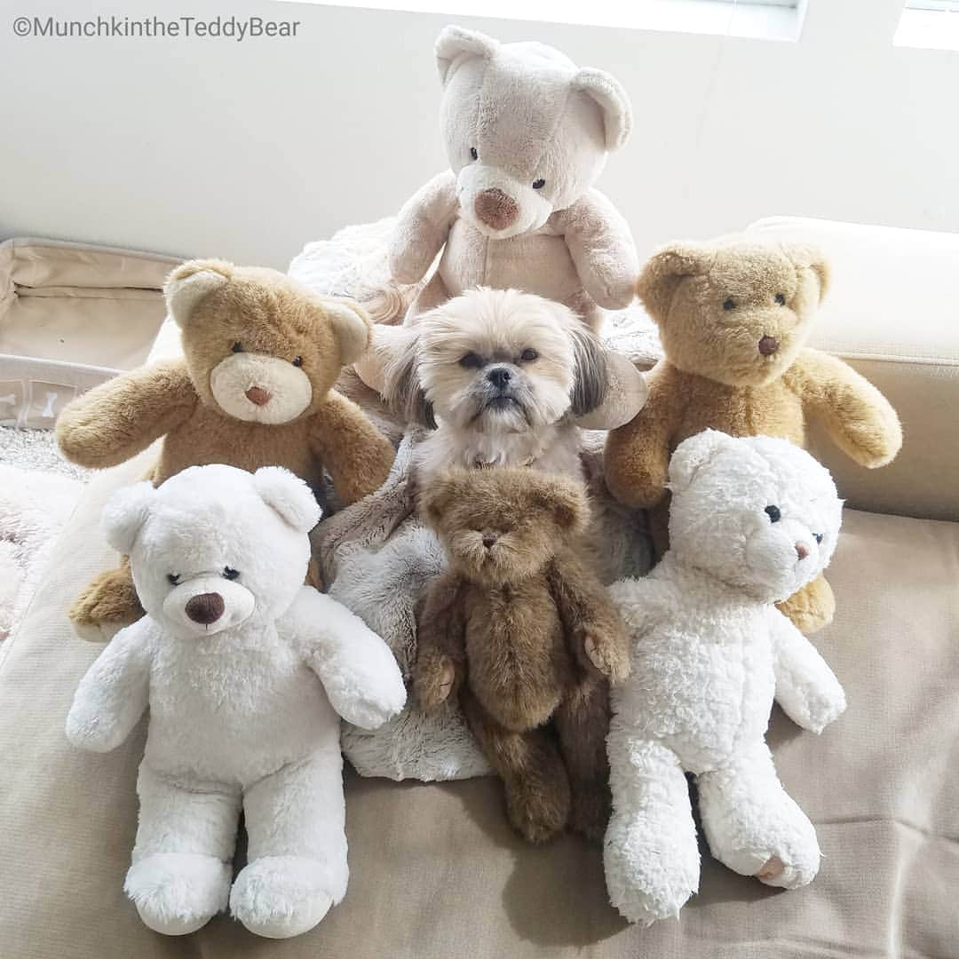 Original Teddy Bear Dogさんのインスタグラム写真 - (Original Teddy Bear DogInstagram)「🐻🐻🐻🐶🐻🐻🐻」1月9日 3時20分 - munchkintheteddybear