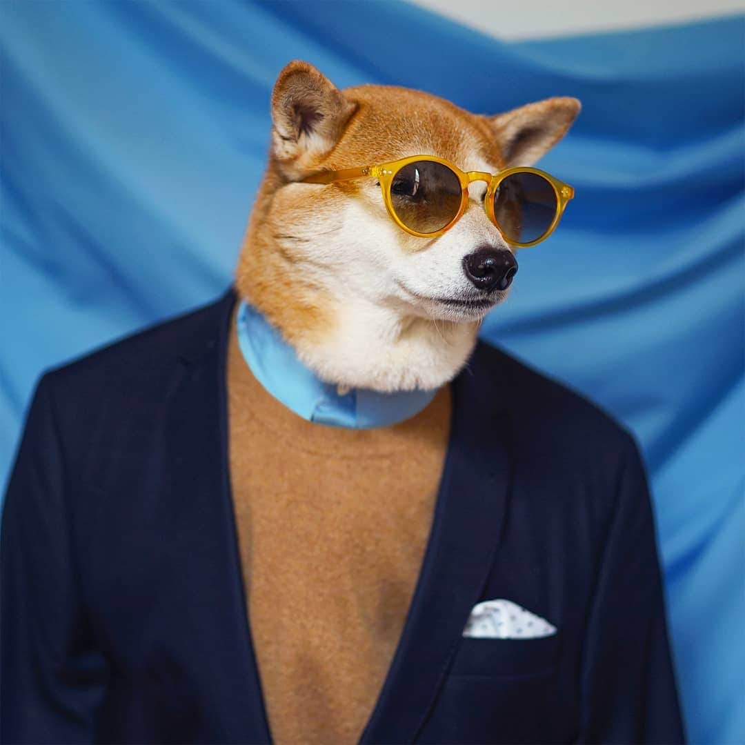 Menswear Dogのインスタグラム：「Fresh Blessings ✨  #CueBlue #2020」