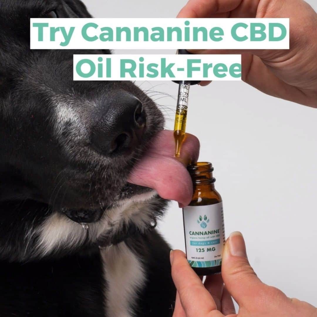 Animalsのインスタグラム：「IMPORTANT clinical research results for senior dog owners! 😯🐕 Try Organic Cannanine CBD Oil, risk-free: https://iheartdogs.co/joint-help or click the link in the bio @cannaninecbd!  Every purchase donates 7 meals to shelter dogs in need. Satesifaction guarenteed or your money-back! ❤️」