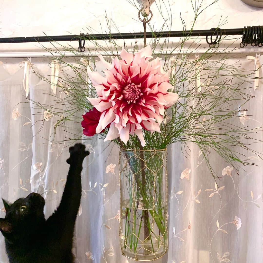 fariのインスタグラム：「#ダリア #花と猫」