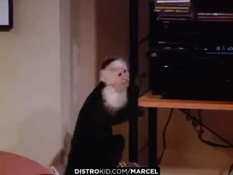 のインスタグラム：「Marcel is playing our song again.  He’s gonna get in big big trouble... マルセルがまた例の曲を流してる様です。 これはまた大惨事になりそう... #OutsideInside #Marcel #MarcelGenerator #FRIENDS #フレンズ #Distrokid」