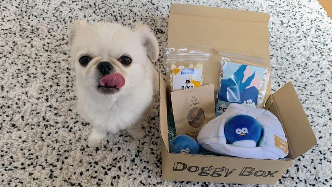 おもちくんさんのインスタグラム写真 - (おもちくんInstagram)「おもちのダイスキな🐧doggy box🐧届いたよ❕  今月のテーマは　WE ALL LIVE ON ICE ISLAND 🏔⛄️チビペンギンのおもちゃが入ってたょ〜🥺カワイイ❕  おやつはチーズポップコーン🧀 サーモンスライス🐟 ポークラング🐖の3つ❕  いつもカワイイBOX📦をありがとうございます⛄️ 恒例のもっちゃんブチアゲちんフリ動画もどうぞ✌🏻 #doggybox #ドギボ」1月9日 17時03分 - omochi_kun