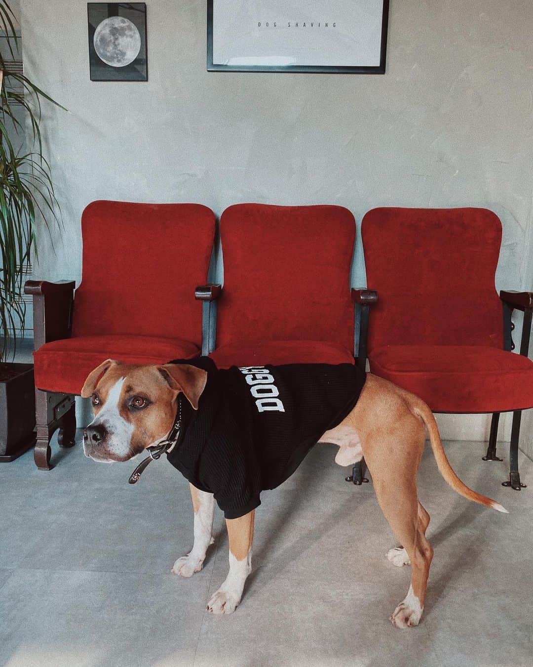 Fabiolla Takinamiさんのインスタグラム写真 - (Fabiolla TakinamiInstagram)「お揃いのパーカー😂❤️ #pitbull #dog#lovedogs」1月9日 17時11分 - fabi_olla
