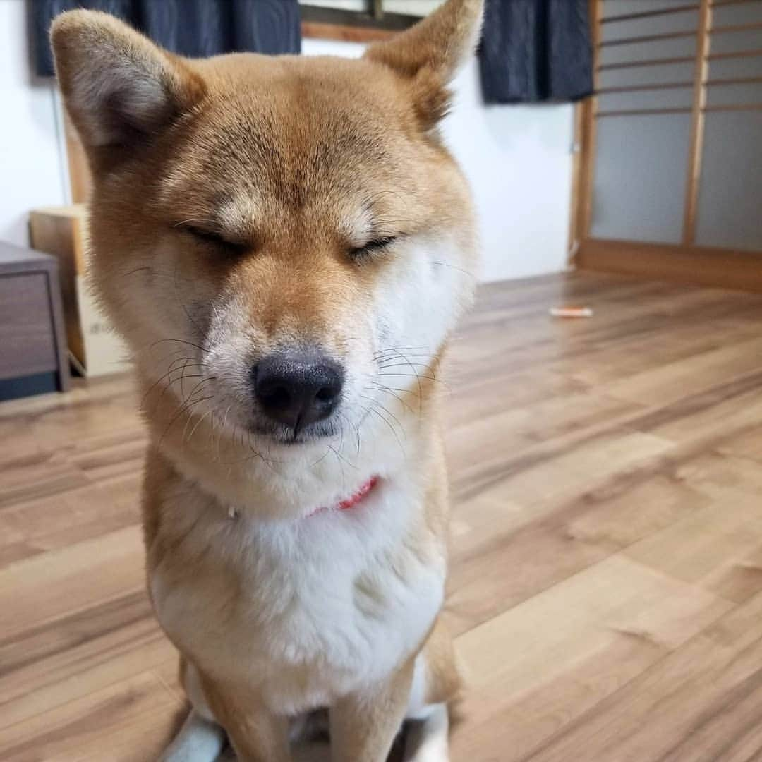 柴犬たま Shibainu Tamaのインスタグラム