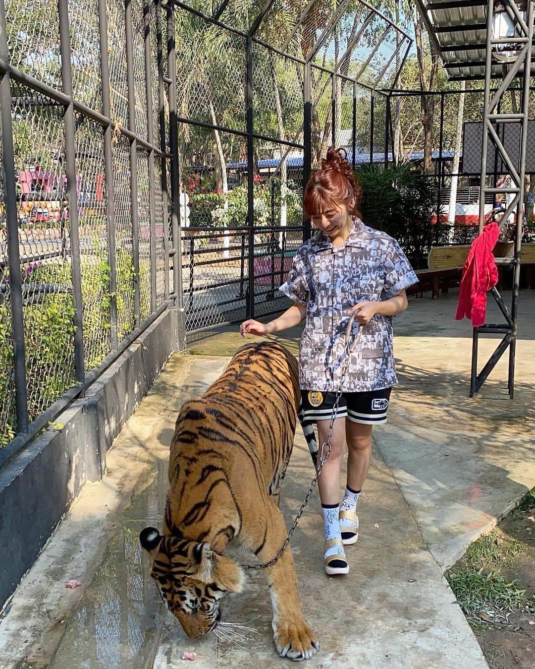 横田亜美さんのインスタグラム写真 - (横田亜美Instagram)「❤︎ 念願のお虎様🐅👑 . 行きたいところリスト5だよ✨ . 動物の中で1番好きなお虎様。 嬉しくて嬉しくて終始顔がニヤつく🤎 . 最後の動画はね、 まさか寝転がるなんて 思ってなかったから ももクロちゃんの服と靴下が 汚れてないか不安な顔w . 靴は汚れていいやつを現地調達✌️ . . #パタヤ #バンコク #タイ #虎 #タイガー #タイ旅行 #バンコク旅行 #宝物 #ももクロ #モノノフ #ももいろクローバーZ #無加工 #無加工グラム #ノーマルカメラ #158cm #pattaya #bankok #tiger #iphone11pro #モノノフあみみ」1月9日 17時42分 - amimi0218