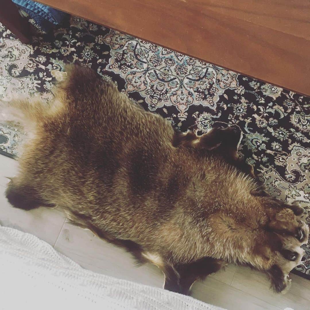 のインスタグラム：「アナグマの敷物めっちゃアナグマ感ある🦡モフモフ」