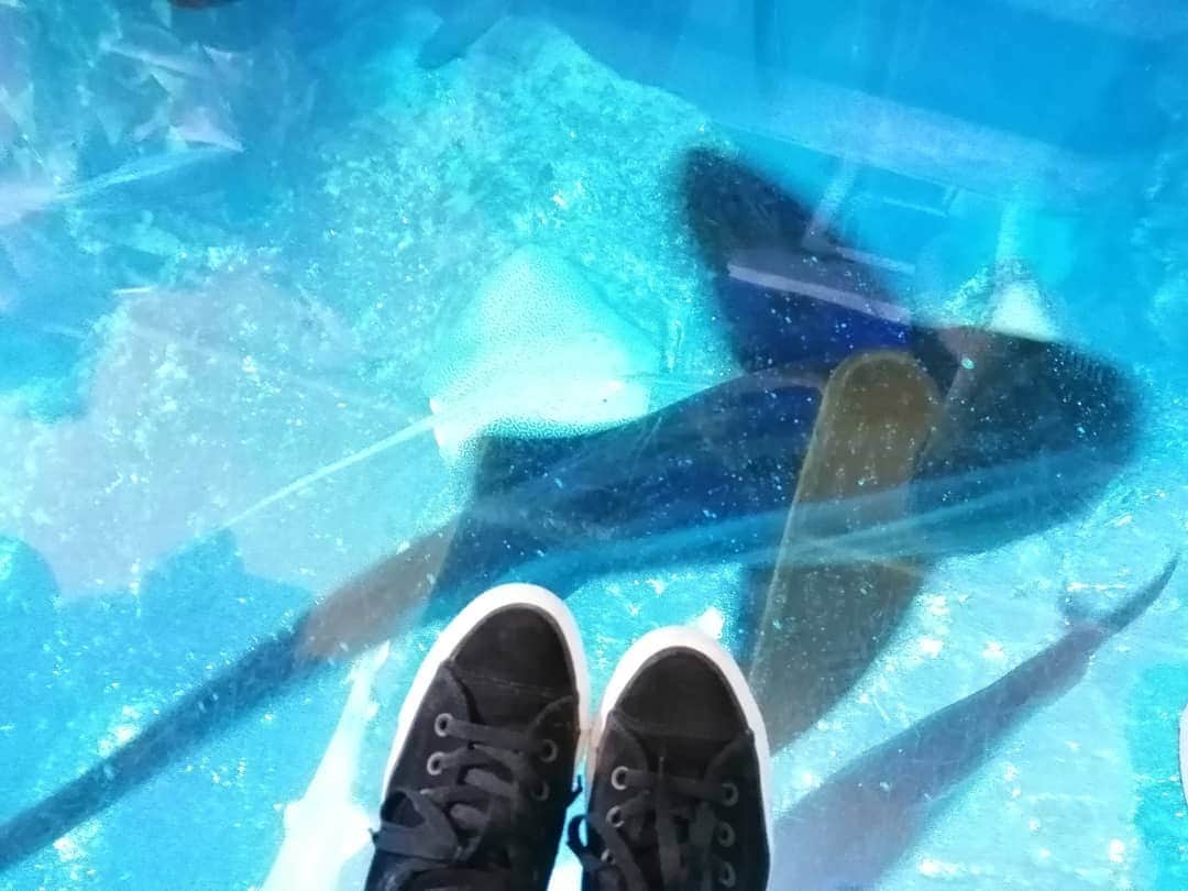 杉山由紀子のインスタグラム：「ドバイモールの中にはこれも水槽が世界一の水族館が🐧✨ * ほんと世界のレベルは凄い⤴️⤴️ * * ボートの上からみる水族館も新鮮でした✨ * 買い物だけじゃなくて、水族館や噴水ショーも見所のドバイモール✨ * * #ドバイ水族館 #ドバイモール #ドバイ #ドバイLAS #DUBAI #招待 #旅行 #awjapan  #おすすめ #お気に入り #make #beauty #new #asudiop2」