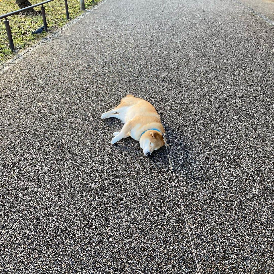 まる（まるたろう）さんのインスタグラム写真 - (まる（まるたろう）Instagram)「Daddy, It's okay if you leave before me.✨🐶✨パパ先に帰ってていいよ〜 #まる眠たくなっちゃったからさ #ここで寝ていくね #それにしても今日はあったかいね #柴犬落ちてます #みんなスルーしていくな🤔 #柴犬まるのイヤイヤさん」1月9日 9時22分 - marutaro