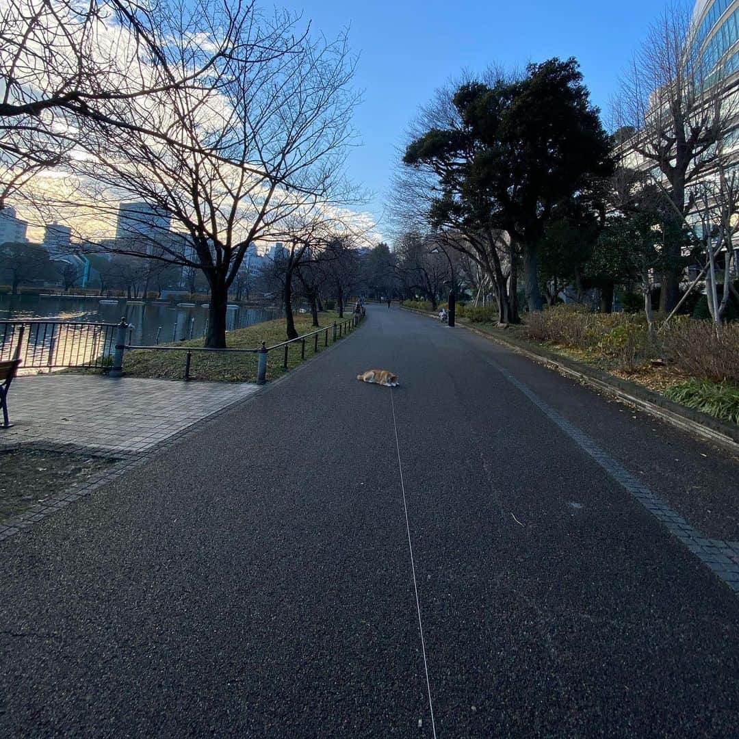 まる（まるたろう）さんのインスタグラム写真 - (まる（まるたろう）Instagram)「Daddy, It's okay if you leave before me.✨🐶✨パパ先に帰ってていいよ〜 #まる眠たくなっちゃったからさ #ここで寝ていくね #それにしても今日はあったかいね #柴犬落ちてます #みんなスルーしていくな🤔 #柴犬まるのイヤイヤさん」1月9日 9時22分 - marutaro