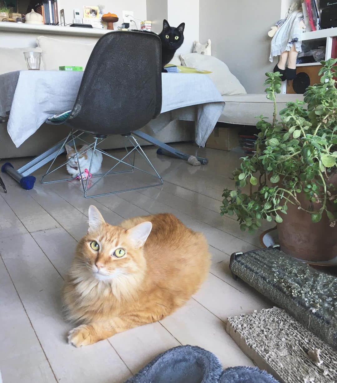 のインスタグラム：「今朝の三猫ごはん待ち図。  もう起きちゃいかがとイオが鳴く。にゃお にゃお にゃおにゃおにゃおー。  で目覚めた朝。  母はまだ尻が痛いけど、空は青い。  今日も前進。  #猫沢組　#猫沢家の猫兄弟  #猫沢イオ  #みんなめさかわゆい😍」