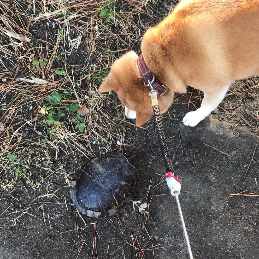 マル子のインスタグラム：「今朝は浜でなぜかカメ🐢に会いました。  首を引っ込めた亀🐢にビビるチキンマル子さんw  #かめマル子  #マル子  #ビビりマル子」