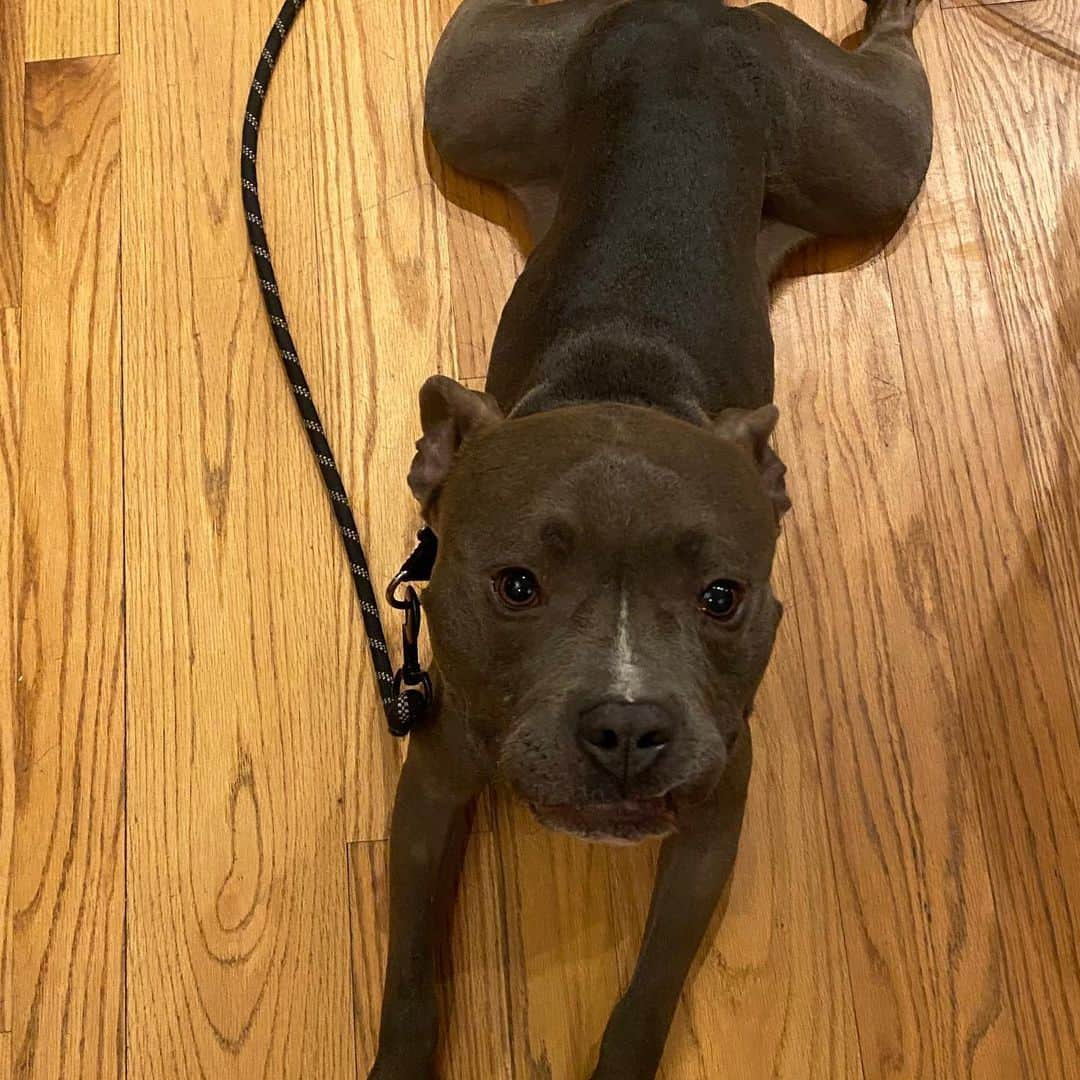 レイン・ウィルソンさんのインスタグラム写真 - (レイン・ウィルソンInstagram)「Meet Poe! Our new pittie rescue! He’s adorbs. Been in the system for years. But he’s got a great home now! Thanks to @nwdogproject @thedrunkwalrus @acat21 @rumi_rescues @northcentralshelter @HolidayReinhorn」1月9日 10時56分 - rainnwilson