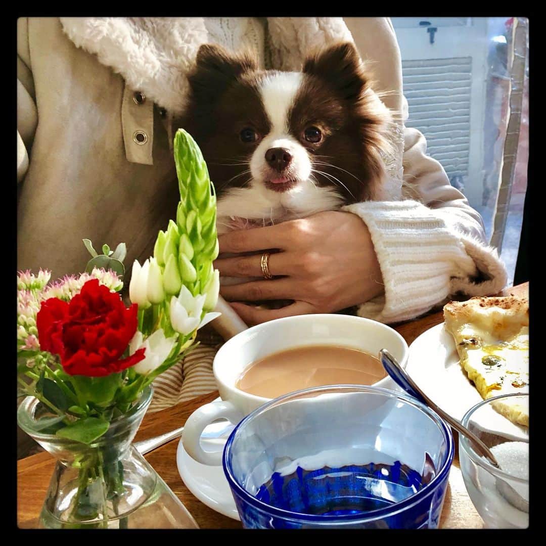 mycoのインスタグラム：「りりちゃんとお散歩して カフェでお茶なう🐶🌹 おちり可愛い❤️ #doginstagram #dogcafe #omotesando  #pom」