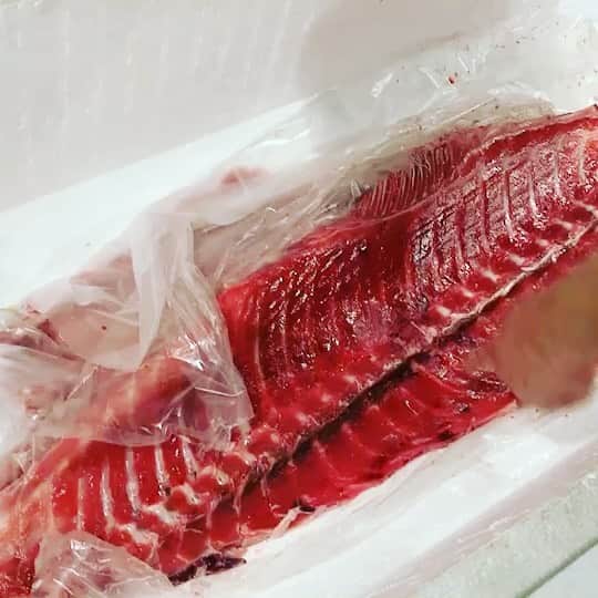 のインスタグラム：「1月9日木曜日 お世話になってる仲買さんより少しだけ譲って頂きました！  市場ではこの様なやり取りの繰り返しで珍しい魚や目玉商品をたった1点1組様分しか買えなかったとしても召し上がって頂いたお客様に記憶に残ればと思い買い物しています。本日の中落ちも53店舗中6個の超限定品となってしまいましたが譲って頂いて感謝。又それを楽しんで貰えれば冥利につきます！  その他チラホラ目玉商品と豪快な鮮魚の刺し盛り、カルパッチョをバッチリ買い揃えましたので新年会のご予定などは魚金で是非  仕入部　片之坂 #魚金 #新橋#新橋居酒屋#居酒屋#銀座#京橋#神田#まぐろ#刺身盛り合わせ#吉祥寺#ビール#池袋#市場#先週村#マルタ島#唐揚げ#ブリ#渋谷#クラフトビール#レモンサワー#豊洲市場#牡蠣#ぶりしゃぶ#ワイン#神田#中落ち#横浜#food#foodie」