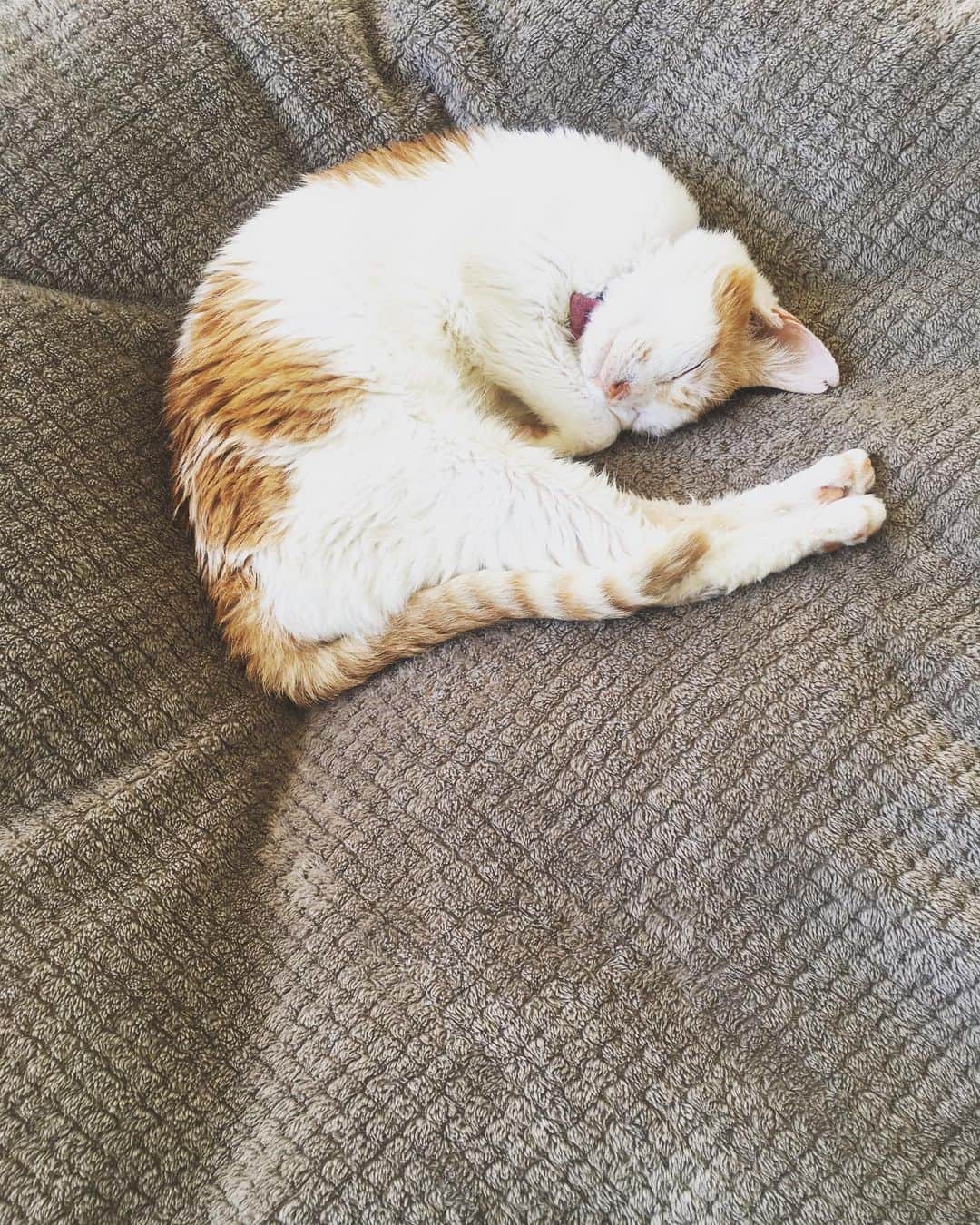 のインスタグラム：「猫はこの世界でもっとも美しい宇宙のなれの果て。  今日もイオちゃんは笑顔で眠っています。  #猫沢イオ　#その笑顔サイコーのファイトいっぱつリポビタンN❣️」