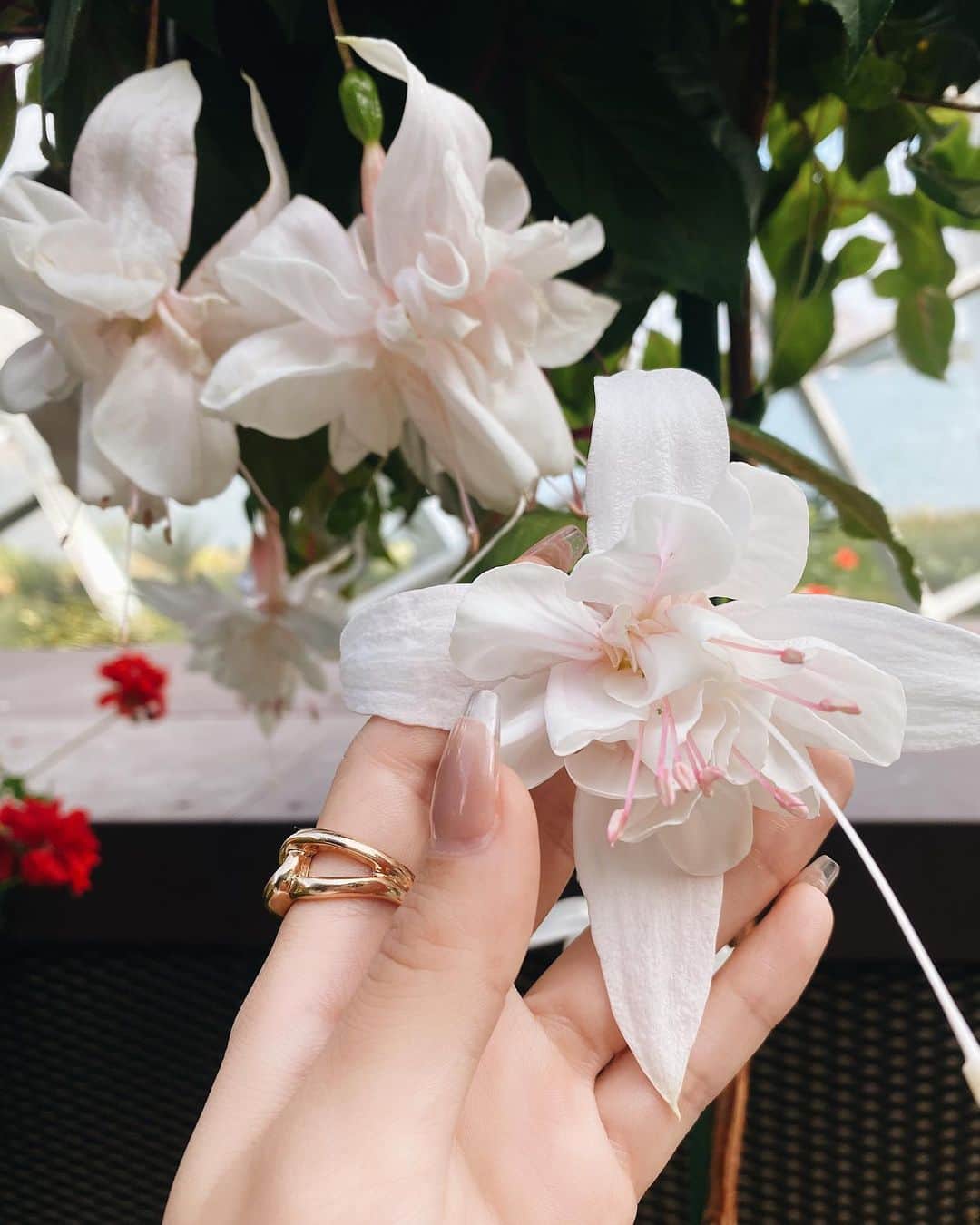 梯真奈美さんのインスタグラム写真 - (梯真奈美Instagram)「このかわいいお花に一目惚れ☺️💕 なんてゆう名前なんだろう？😳 #loveit #flower」1月9日 18時23分 - official_manami