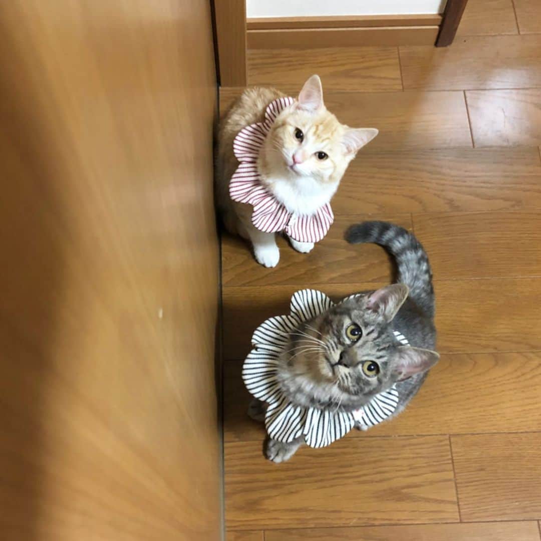 maimocotoさんのインスタグラム写真 - (maimocotoInstagram)「新入り子猫ちゃん来ています🐱🐱 東京のとある下町でボラさんによって3週間前に保護してもらえました。この子たちは兄妹で寒いお外で寄り添って生きていたそうです。。風邪が酷くて鼻のズビズビの音がすごかったので、隠れていたけど見つけてもらえました。切ない。。😭 今は3週間経っているから、だいぶ風邪は良いのですが、お目目がまだ少し涙目です。インターフェロン入り目薬をさしてリジン のサプリを飲んでもらっています。 誠に勝手ながら私の71,72猫目なのでミルクティカラーの女の子がはなび（71）ちゃん。グレーの男の子がなつき（72）くんです🎇🌻 こんな真冬だけど真夏の名前にしました♪これからはもう寒い思いなんてさせないからね❤︎この子たちの居た場所にはまだ子猫が残っているらしく、その子たちの保護にボラさんたちは頑張ってくれています🙇‍♀️ ＊ ＊ 『ぼくがいないとはなちゃんは泣いちゃうから、ずっと一緒にいたいと思ってるんだ！』 ＊ ＊ #できたらペアでの譲渡が希望です #推定3ヶ月半 #血液検査陰性 #びっくりするくらいふわふわ兄妹 #洋猫の血が入ってるんじゃないかと思っています #里親さん募集 ＊ ＊ 〈嬉しいお知らせ！〉 あるととちゃあちゃんのお見合いが決まりました✨ 一旦募集は締め切らせていただきます🙇‍♀️ご検討くださっていた方ありがとうございます。」1月9日 18時18分 - maihimemoco