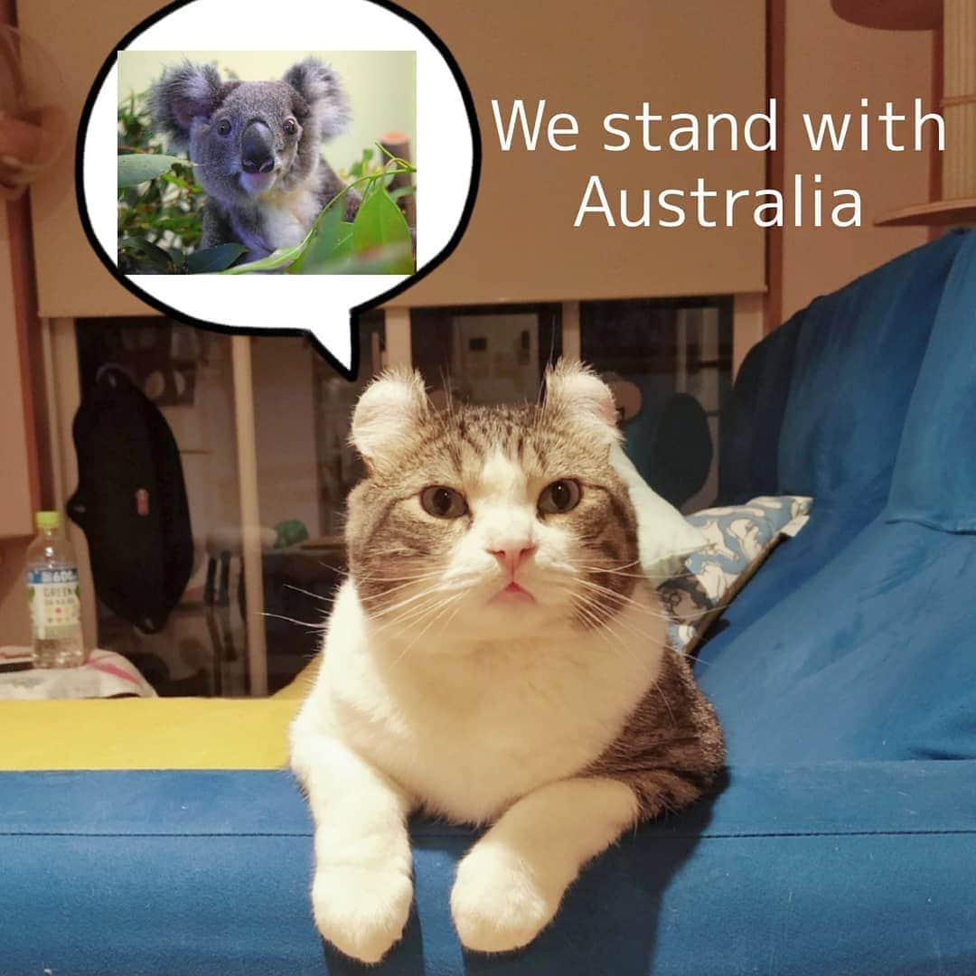 スノーさんのインスタグラム写真 - (スノーInstagram)「Australia, we stand with you. • #donate  #wwfaustralia  #catsofinstagram #meowed #catstagram #catofinstagram #instagood #cat #cats #kucing #gato #chat #catloversclub #catlover #9gag #weeklyfluff #pleasantcats #kedi #katze #kawaii #neko #instagramjapan #고양이 #кот #แมว #猫 #ふわもこ部 #ペコねこ部」1月9日 18時20分 - curlysnow0915