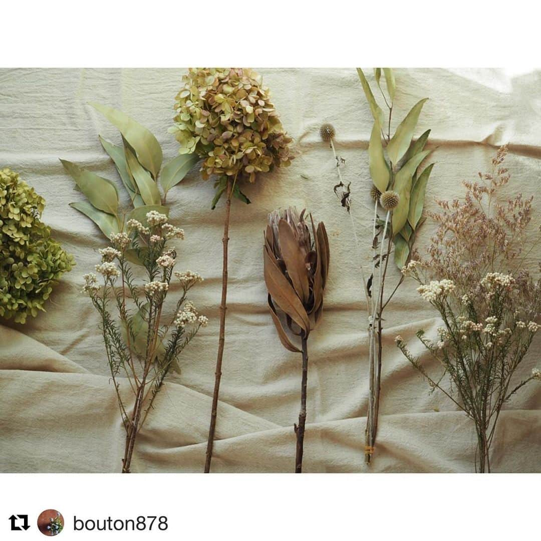 EINSHOP／アインショップさんのインスタグラム写真 - (EINSHOP／アインショップInstagram)「#Repost @bouton878 with @get_repost ・・・ 1/11(土)  #オープンデパート朝市 です。  この日は ドライフラワーSALEを致します。  人気のアジサイやプロテアやユーカリなど。 写真以外にも、たくさんセットで ご用意しました。  日時:1/11(土) 9:00〜15:00 場所:加古川ウェルネスパーク 675-0058 加古川市東神吉町天下原370 ※無料駐車場あり @634asaichi  牡蠣があったり、出展者さんも 30 店舗以上とにぎやかで楽しみです。 詳しい出展者さん情報は @634asaichi さんのホームページからご覧くださいませ。  #花屋ぼたん #花屋 #花のある暮らし #花のある生活#クリスマス#三木市ワークショップ #小野市 #三木市 #神戸市西区 #クリスマスリース #クリスマスリースレッスン #ドライフラワー #ドライフラワーのある暮らし #塩屋 #ドライフラワーブーケ #ドライフラワースワッグ#加古川」1月9日 14時12分 - 634asaichi