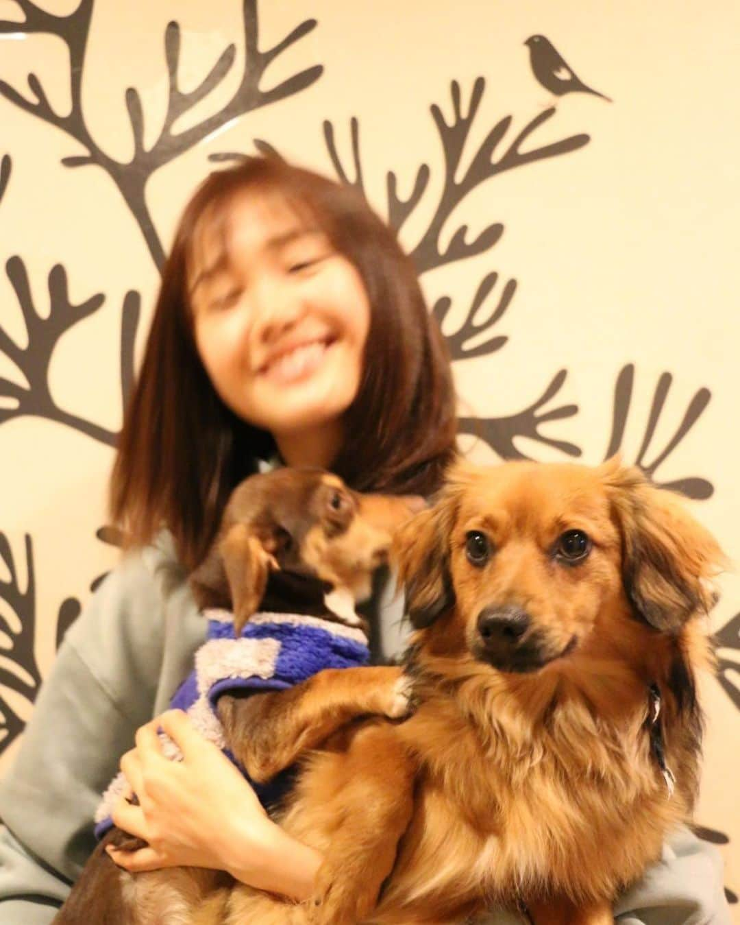 尾碕真花さんのインスタグラム写真 - (尾碕真花Instagram)「. . 3匹は大変でした🐶 .」1月9日 14時13分 - ichika_osaki_official