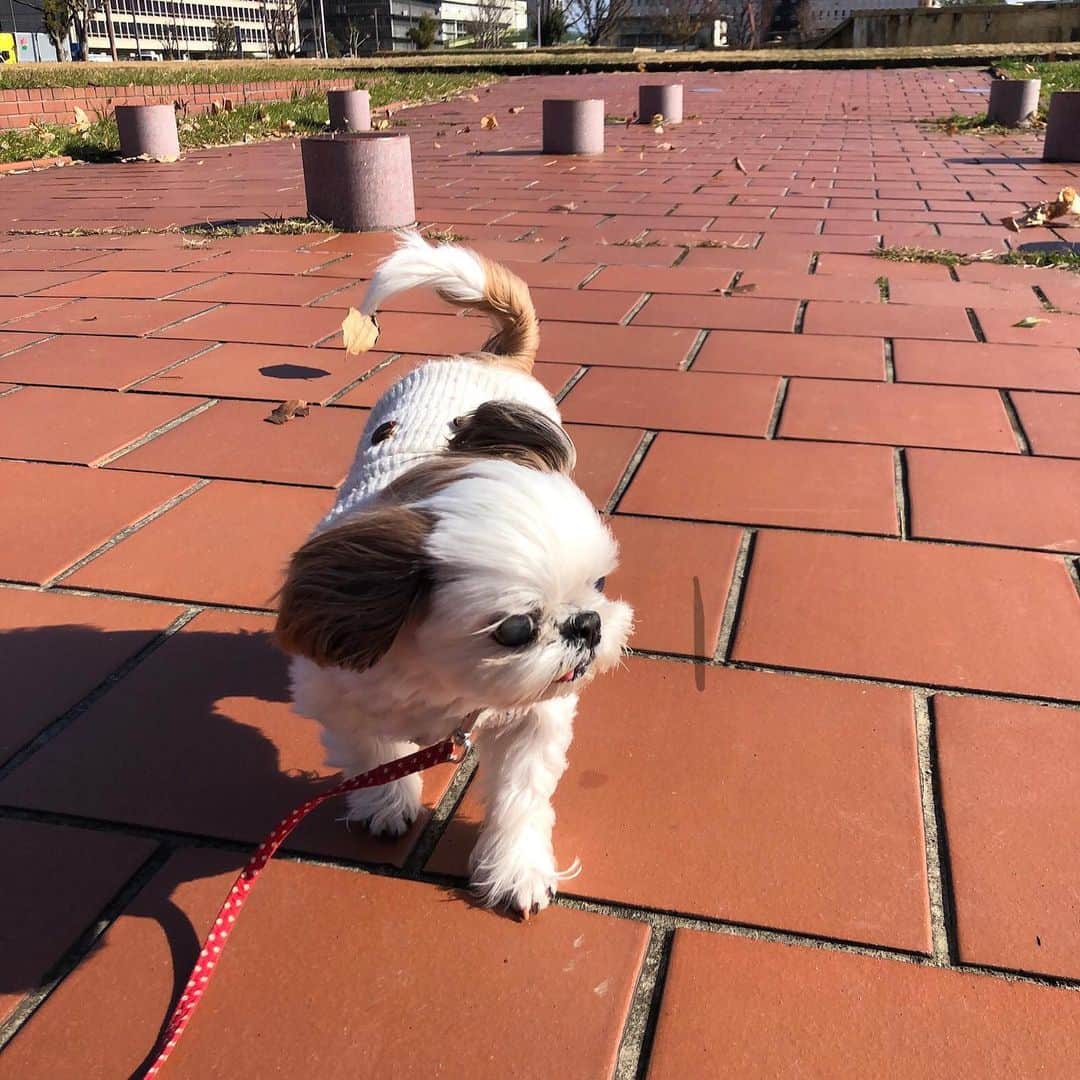 いりこのインスタグラム：「昨日は強風のなか散歩。 いりこの顔が風でリフトアップしててかわいかった。」