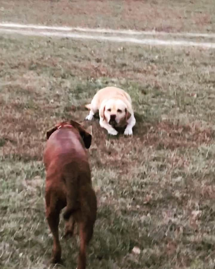 Huckのインスタグラム：「When you realize it almost Friday #Tbt to barn zoomies 🐾🌪💙 . . . . . . . #talesofalab #zoomies #sneakattack #yellowlab #dogsofinstagram #englishlabrador #thelablove_feature #labrador_class #instadog #yellowlaboftheday #worldofmylab #fab_labs_ #dogsofinstagram」