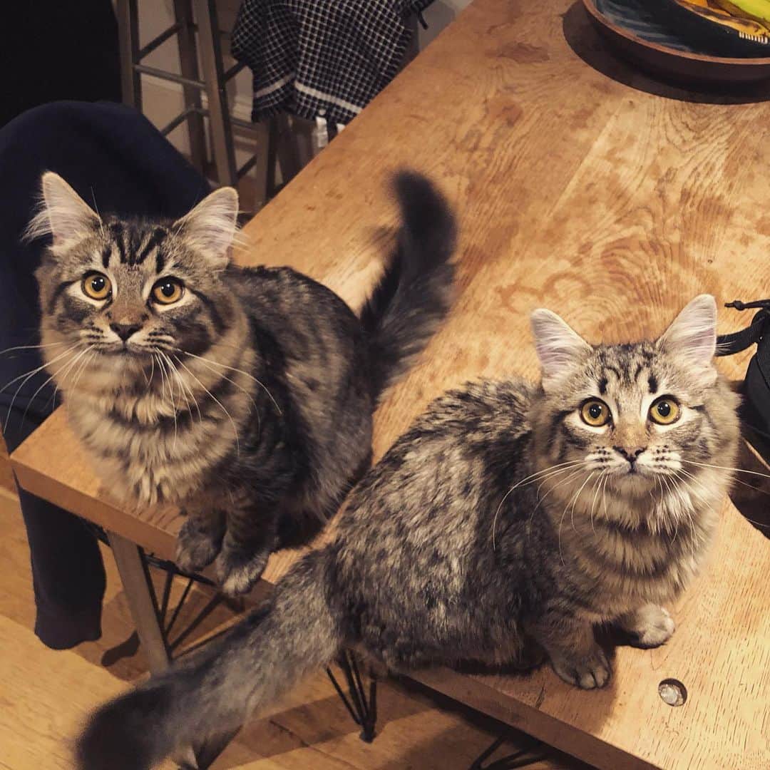 エイサ・バターフィールドのインスタグラム：「This is a picture of them before they went to the vets this morning. Lyra is now high as hell on the ketamine they gave her and Atlas is trying to find his balls. Sorry cats but you’ll thank me in the long run.」