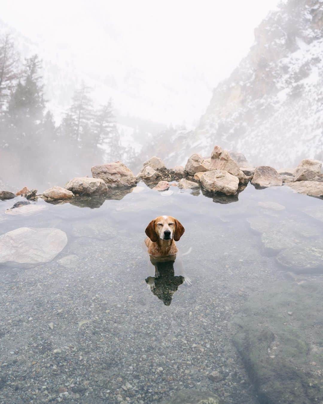 マディのインスタグラム：「Maddie chilling in hot springs always makes me lol, I think she loves going all these places more than me ✨」