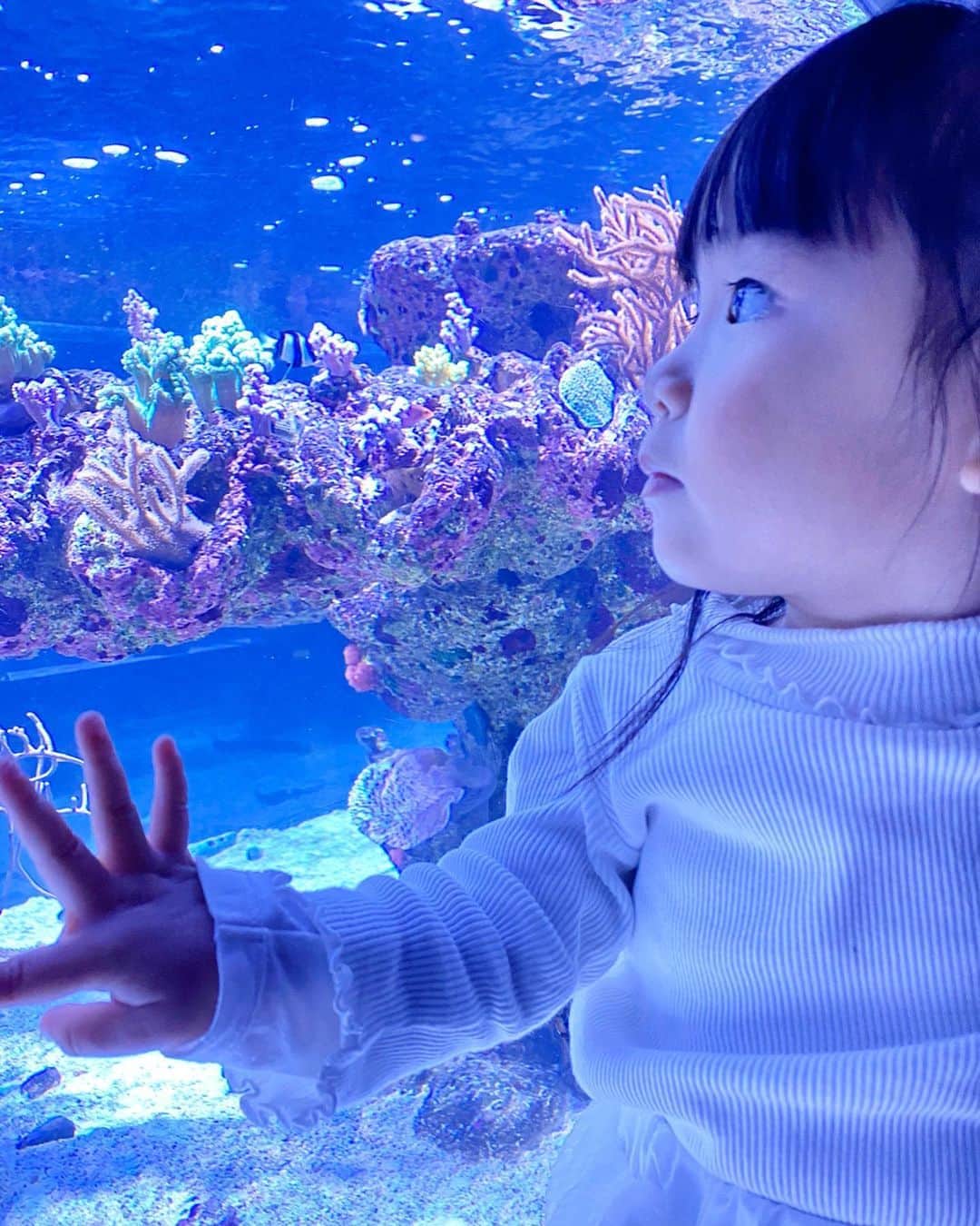 河内麻沙美さんのインスタグラム写真 - (河内麻沙美Instagram)「#aquarium 🐟 ． ． 家族ですみだ水族館へ行ってきたよ🤗 すみだ水族館は初めて行ったの❤️ ． 幻想的な空間が多くて、大人はうっとり、子供はきゃっきゃしてたよ🥰🥰🥰 ． LILIは「お魚さんにごはんあげる〜🎶」って張り切ってたんだけど… あげれくて残念だったみたい😂 朝から張り切ってたからね✨✨ でもサメを見ながらベイビーシャックを踊ってたよ❤️(動画見てね💛) 友達に動画たくさん載せてってリクエストもらったから、動画も増やしてくね🤗❣️ ． 今#雪とクラゲ のイベントをやってて、ほんとに美しかった✨✨(2-4枚目) ． 色々回ったあとは、休憩で白と黒の塩バニラを食べて舌が黒くなってたよww #LILIとRIKU の喜ぶ顔見てたら嬉しい気持ちになったから、また行きたいなっ🥰💕 ． #すみだ水族館#クラゲ#pr#家族#ファミリーデー#水族館#フォトジェニック#ママと娘#子連れ#子連れおでかけ#子連れおでかけスポット#ホワイトコーデ#親子リンクコーデ#親子ファッション#いこーよ#スカイツリー#スカイツリータウン#ベイビーシャック」1月9日 18時54分 - masamikouchi