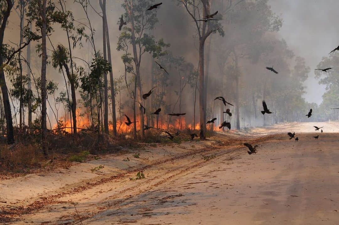 オム・ジウォンさんのインスタグラム写真 - (オム・ジウォンInstagram)「Pray for Australia!! 마음이 너무 아파요.. 우리가 사는 지구. 아끼고 사랑해요. 적어도 인재는 일어나지 않도록 우리 조금 더 노력해요.  소중한 자연. 동물 식물들과 함께 예쁘게 나눠쓰며 살아요.」1月9日 19時26分 - umjeewon