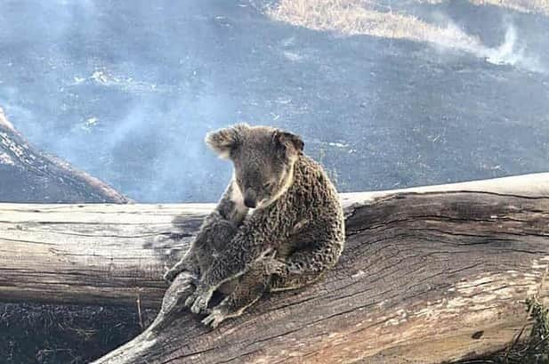 オム・ジウォンさんのインスタグラム写真 - (オム・ジウォンInstagram)「Pray for Australia!! 마음이 너무 아파요.. 우리가 사는 지구. 아끼고 사랑해요. 적어도 인재는 일어나지 않도록 우리 조금 더 노력해요.  소중한 자연. 동물 식물들과 함께 예쁘게 나눠쓰며 살아요.」1月9日 19時26分 - umjeewon