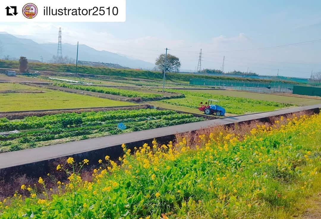 西条市さんのインスタグラム写真 - (西条市Instagram)「もう咲いとる…！﻿ ﻿ 土手沿いの菜の花﻿ いっつも気づいたら咲いとる(＾◇＾)﻿ ﻿ 桜の季節まで黄色い景色を見せてくれるんよね﻿ ﻿ 神拝がわの、水都橋上流に行ったら見れるはず♩﻿ ﻿ ﻿ ﻿ #Repost @illustrator2510 with @get_repost﻿ ・・・﻿ 【🐤1月3日🐤】﻿ ・﻿ ・﻿ ・﻿ 土手沿いに﻿ 菜の花﻿ いっぱい﻿ (◍´ꇴ`◍)💓❤️﻿ ・﻿ ・﻿ ・﻿ 強風だったけど﻿ 綺麗でしたぁwwww﻿ ・﻿ ・﻿ ・﻿ ・﻿ ・﻿ #ねずみ  #年賀状 #石鎚神社 ﻿ #おみくじ﻿ #新年 #中吉 #イラスト #Illustrator #designer #デザイン #菜の花 #愛媛県 #松山市 #西条市 #新年の挨拶 #lovesaijyo #釣りガール #釣り #バス釣り #釣り始め #ルアー #デラクー #キラキラ #lovesaijyo #ワーム #釣具 #2020年」1月9日 19時51分 - lovesaijo