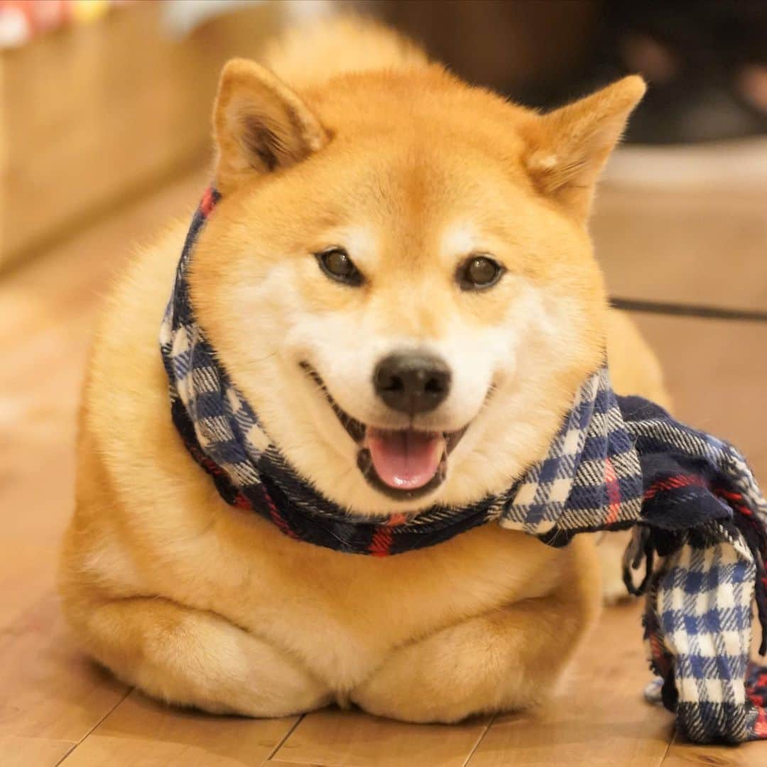 まる（まるたろう）さんのインスタグラム写真 - (まる（まるたろう）Instagram)「Gently pat me on the head.✨🐶☺️✨アタマナデナデしていいよ〜 #どぞ #ささどぞ #もしくは #優しくトントンしてね  #いい事あるよ❤️ #まるラー」1月9日 19時58分 - marutaro