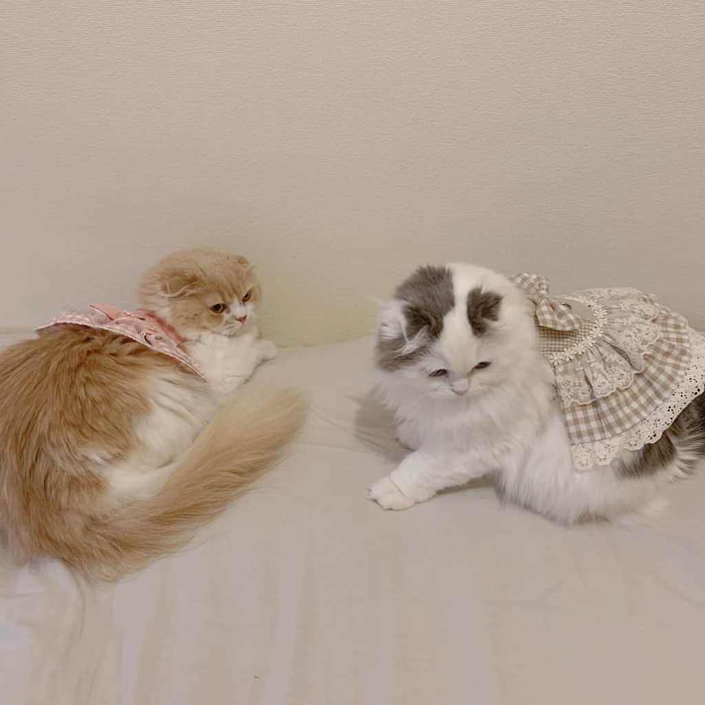 のんたのインスタグラム：「ガールズの新しいお洋服ハーネス♡ 最初ピンクをぱんちゃんに…と注文したのですが やっぱりピンクはぼーちゃんのほうが似合うなーと思い 新しくアイボリーをぱんちゃん用に注文しました。 実はこれ🐰うさぎさん用のハーネスで @au.a.a.0630 さんに作っていただいたものです。 とっても丁寧に作られていて背中にリードが付けられるので お散歩はもちろん通院にも🙆‍♀️ なによりデザインがかわいくてたまらない❤️🧡💛 ミミたん&ココたんのママさん本当にありがとうございました😊 ・ ⑤⑥ピンクを着るぱんちゃんです🎀 ・  #scottishfold #catstagram_japan #catsofinstagram #cats_of_instagram#catoftheday #ilovemycat #bestmeow #catlover #cutecat #kittensofinstagram #cute #スコティッシュフォールド#ハーネス猫#sisters#mygirls」