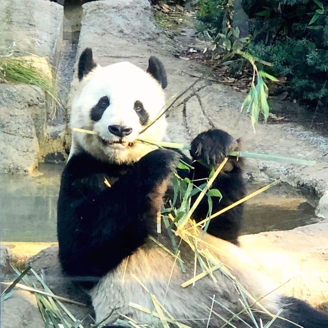 川原亜矢子のインスタグラム：「Xiang Xiang 's father 🐼 #uenozoo #giantpanda #riri  #上野動物園　#ジァイアントパンダ　#リーリー  #町田裕世　#はな　#川原亜矢子」