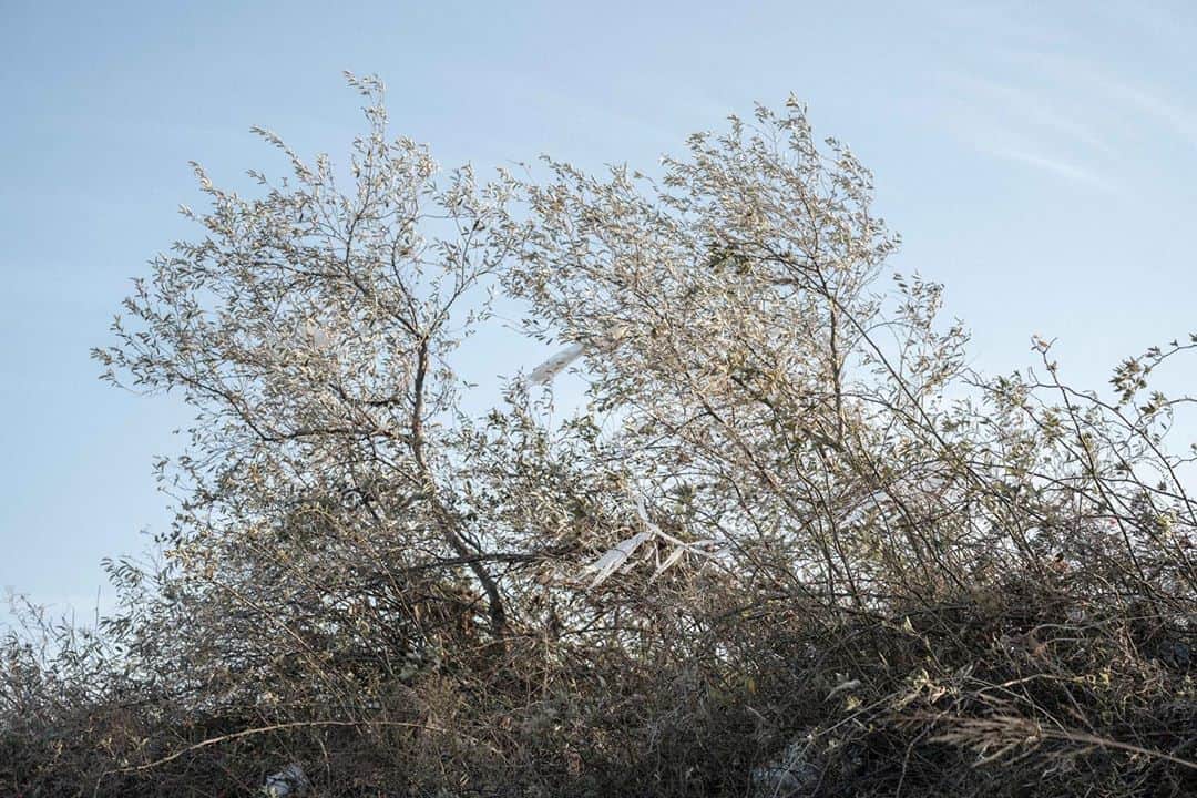 Shinsuke Inoueさんのインスタグラム写真 - (Shinsuke InoueInstagram)「#nature #plants #sky #japan」1月9日 21時08分 - s_n_k