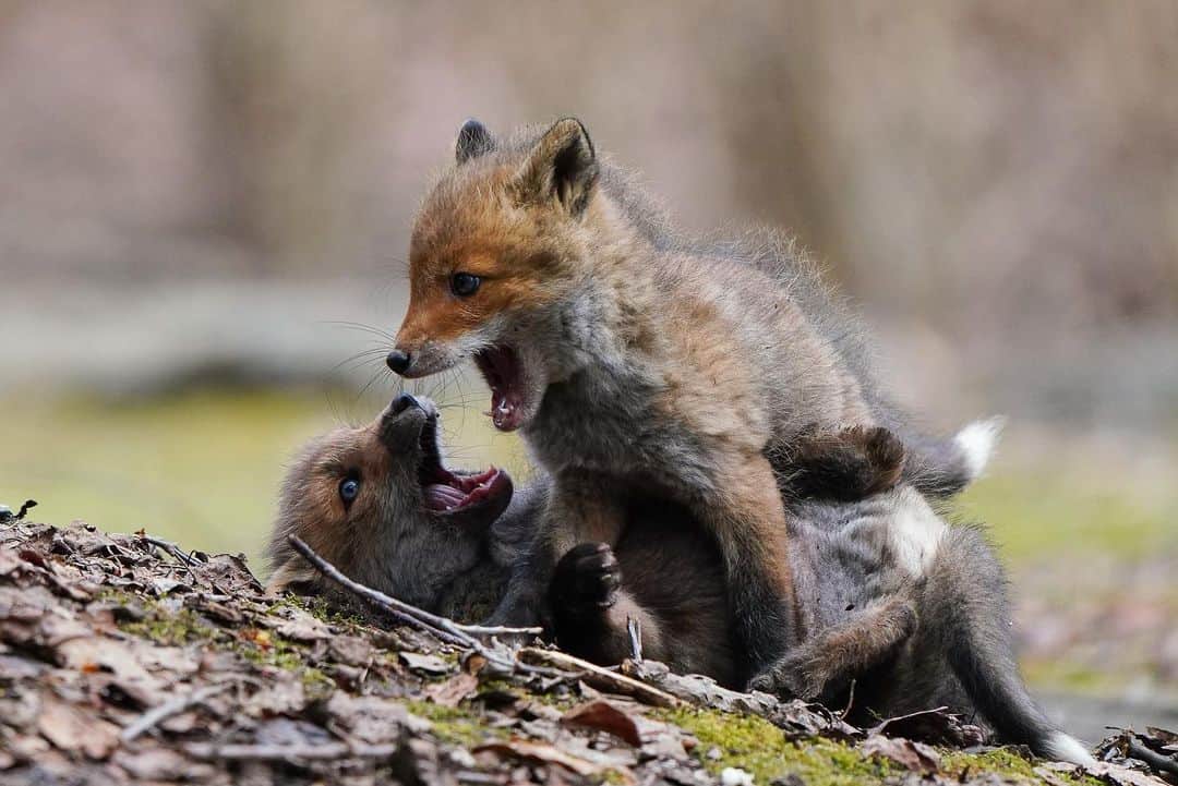 Hikaruのインスタグラム：「Fox brother. . . はじめて見た狐赤ちゃん兄弟に感動した日。 Macにしたら、色々沢山見えてきました👀 なので、日々が楽しい。 . . .  #北海道 #狐 #fox #hokkaido #instagramjapan #東京カメラ部 #tokyocameraclub #natgeospace #bealpha #SonyAlphasClub #pashadelic #team_jp #bestjapanpics #animal  #natgeo #sonyphotography #日本の絶景 #ig_great_pics #BBCtravel #igworldclub_skysunset」