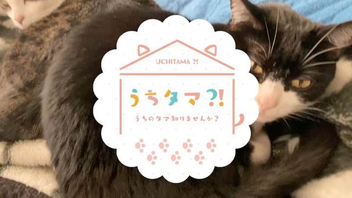 寺崎裕香のインスタグラム：「「うちタマ！〜うちのタマ知りませんか？〜」 いよいよ本日！！ フジテレビ "ノイタミナ" にて最速オンエアです！！！ 可愛いくてシュールで 癒されるタマ達の日常。  現場はいつも笑いが絶えず、 みんなの繰り出す技に本番中はお腹を抱えて笑いを我慢しつつ、尊敬の眼差し。ほんと、みんなすごい。  いい意味で自由な現場でした！！ 常にギリギリを狙って攻めの姿勢。笑 ボツになったアドリブも多々ありつつ。笑笑 本当にこの現場が好きだった！！！ オンエアをお楽しみに！！ 全てのアフレコは終了したので、今日からは私も一視聴者としてこの作品を楽しみたいと思います！  1話をみたら、ハマること間違いなしです！！是非(*≧∀≦*) 私はタマの飼い主 岡本たけしを演じてます！！ タマへの愛情たっぷり少年です！！ よろしくお願いします！！ 動画は配信中のアプリ、うちタマメーカーで撮った我が子たちw 可愛いでしょ？💕 #うちタマ」
