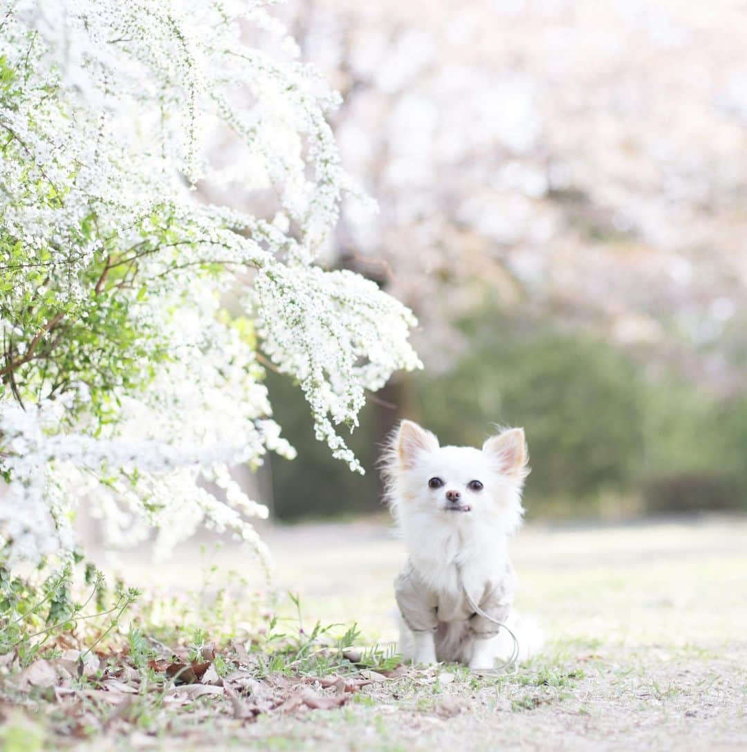 mamiのインスタグラム：「* Happy  6th Birthday cher♡ . パピーの可愛さをぜーんぶ持って我が家に来てくれたちぇるる。 . 写真を探していて、 ちぇるとの親子写真が1枚もないことに気付いてしまった 今年は一緒に撮りたいな。 . 6歳の1年も元気でちぇるらしく過ごせますように♡ . . #オールドレンズ  #オールドレンズに恋をした #オールドレンズで繋がりたい #私が紡ぐ物語 #chihuahua #チワワ#poodle #toypoodle #プードル #トイプードル  #petstagram #dogsofinstagram #dogoftheday #fluffypack #dailypetstars #igersjp #_lovely_weekend #Airy_pics #whim_fluffy #tokyocameraclub #ファインダー越しのわたしの世界 #写真好きな人と繋がりたい」