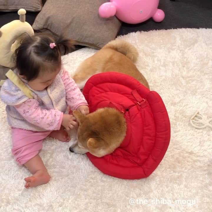 Moguのインスタグラム：「. 今日の2人なの。 #相変わらず耳 #ちょっと話しかけられる . @the_shiba_mogu  #柴犬 #shibainu #shiba#赤柴 #redshiba#犬 #dog#しばいぬ#nannydog#犬と子供#子供と犬#柴犬と子供#柴#赤ちゃんと犬#犬と赤ちゃん#柴犬と赤ちゃん#赤ちゃんと柴犬#柴犬のいる暮らし#子守犬」