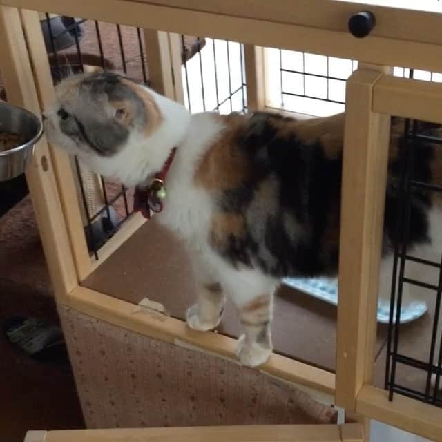 takegaeruのインスタグラム：「過去動画です それぞれのリアクションが可愛らしい😙❤️ #cat #scottishfold #猫 #スコティッシュフォールド #三毛スコ友の会 #ragdoll #ラグドール #ホワイトポッチーズ」