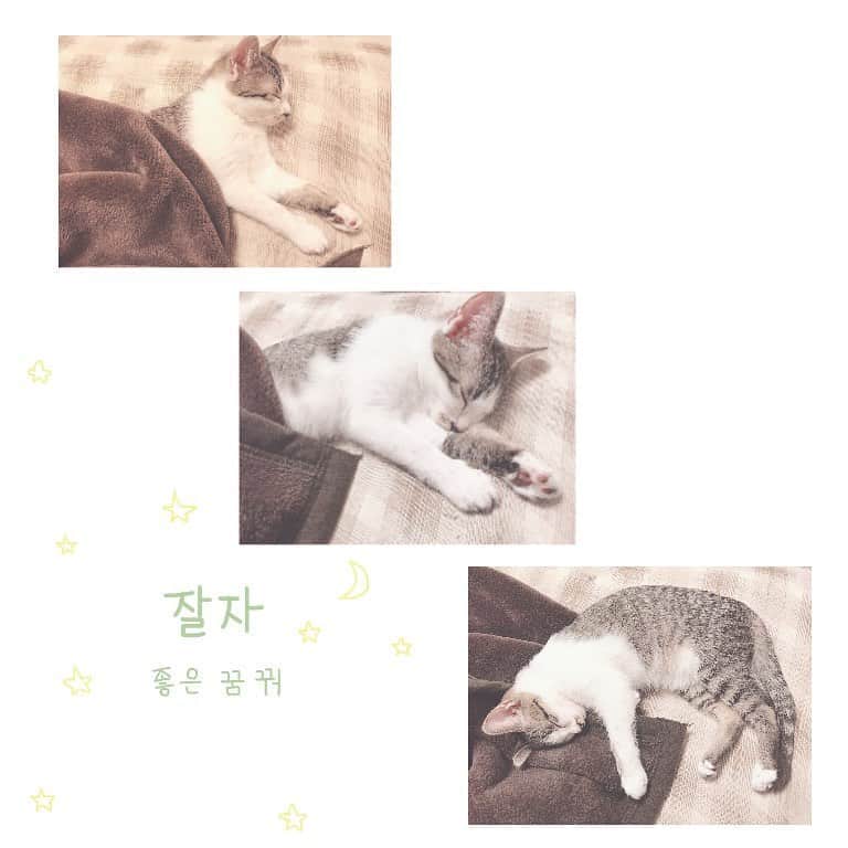 佐藤梨菜のインスタグラム：「🐈🐾 #おやすみ #いい夢みろよ #猫のいる暮らし  #ねこすたぐらむ  #にゃんだふるらいふ #냥스타그램 #하니 #잘자요  #좋은꿈꾸세요」