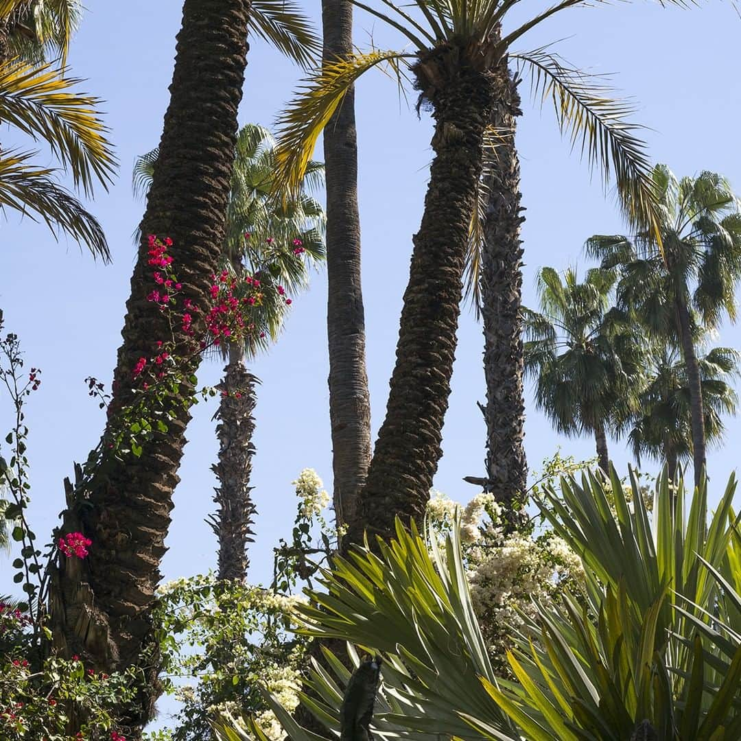 Yves Saint Laurent Beautyさんのインスタグラム写真 - (Yves Saint Laurent BeautyInstagram)「Expertise goes hand-in-hand with beauty. YSL Beauty goes hand-in-hand with Morocco. Research combined with tradition to create the flourishing botanical gardens that sit in the foothills of the Atlas mountains. Here, the Ourika Gardens are hand - harvested for the specific purpose of cultivating some of the brands signature ingredients, for a respectful and traditional approach. #yslbeauty #ourikagardens #pureshots #livefaststayyoung」1月9日 22時59分 - yslbeauty