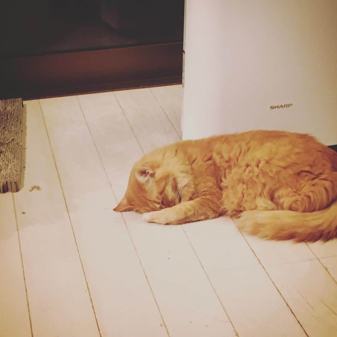 のインスタグラム：「ユピ坊の行き倒れ寝が可愛かった夕べ。  #ユピ坊　#ボクもう呑めない」