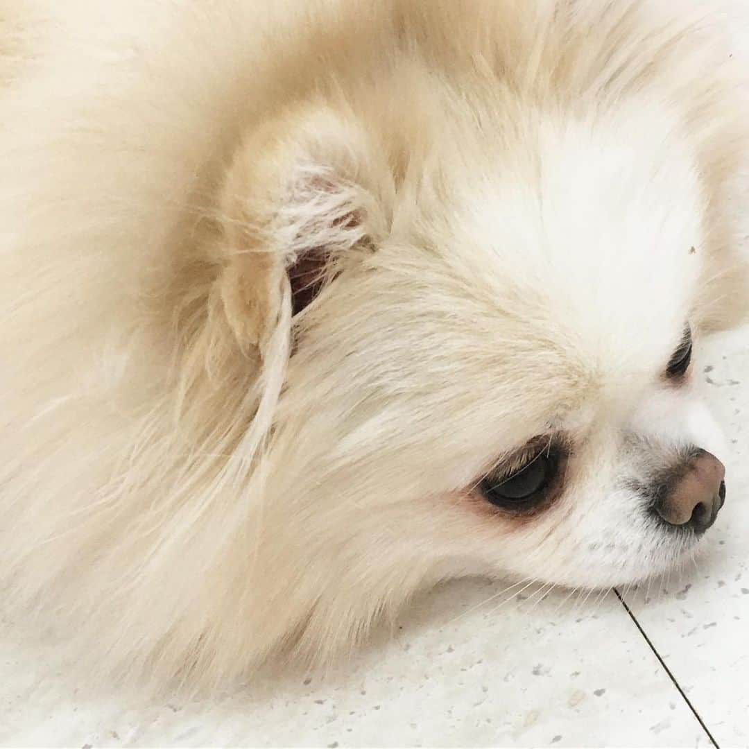 長谷川麻衣のインスタグラム：「ソウルで可愛い可愛いポメラニアンちゃんに会ってきました🐶💗 美容皮膚科でシミ取りしたので、ほぼ毎日スッピンで過ごし、美味しいものを食べ、よく歩き、よく話し、可愛いワンコに癒されて健康的な毎日でした🚶‍♀️ #Seoul #seoulkorea  #seoultravel  #ソウル旅行  #韓国旅行  #シミ取り #ポメラニアン #ポメラニアンが大好き  #pomestagram  #meltingpom  #タッカンマリ  #🇰🇷」