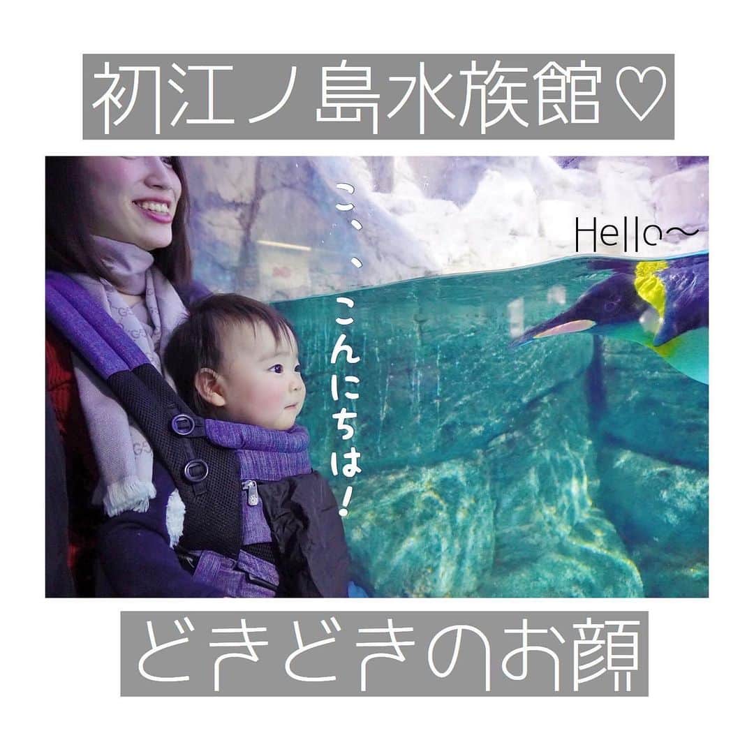 mamamizu.32のインスタグラム：「動物だいすきなゆっちゃん﻿ ﻿ ﻿ ﻿ ﻿ ﻿ ﻿ ﻿ シーパラの水族館行った時のこと♡﻿ ﻿ ﻿ ﻿ ﻿ ﻿ 何か近づいてくるたびにこにこ(❁´꒳`❁)﻿ 動いてるものがすきみたい♡﻿ 犬や猫みたときなんてもう発狂して喜ぶ❣️﻿ ﻿ ﻿ ﻿ なんだろうこの子。。。﻿ ゆっちゃんはガラス越しのワクワクで﻿ 大人もまたワクワクな感情を思い出しました🥰﻿ ﻿ ﻿ ﻿ ﻿ ﻿  #ままべび#rainbでpowmamababy#スマイル育児#たまひよベストショット#親バカ部ig_baby#コノビー#ママカメラ#子育てぐらむ#ベビフル#コドモノ #fammカメラ部#ママリ#ママタス#ハピベビ#子育てぐらむ#uptoyoume#コドモノ代弁#イットママ#キズナ#コズレ#fammカメラ部#赤ちゃんのいる生活#赤ちゃんのいる暮らし#赤ちゃんとの暮らし#11ヶ月ベビー#東京ママ#ママ友募集#八景島シーパラダイス#水族館#子連れスポット」