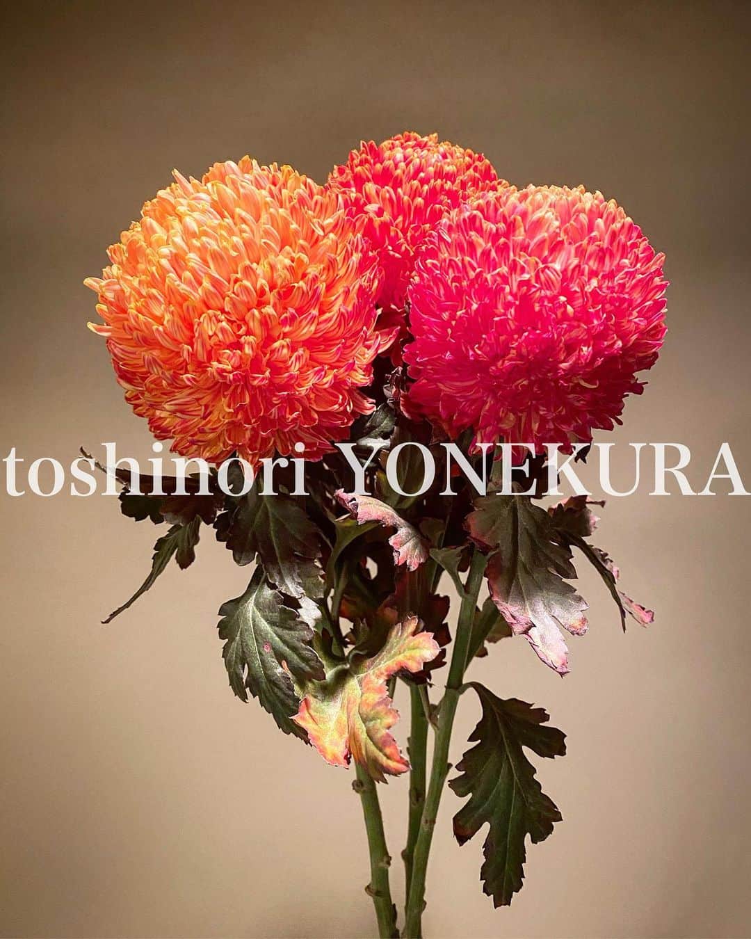 米倉利紀さんのインスタグラム写真 - (米倉利紀Instagram)「flowers of this week #flowers #orange」1月10日 0時07分 - toshi_yonekura